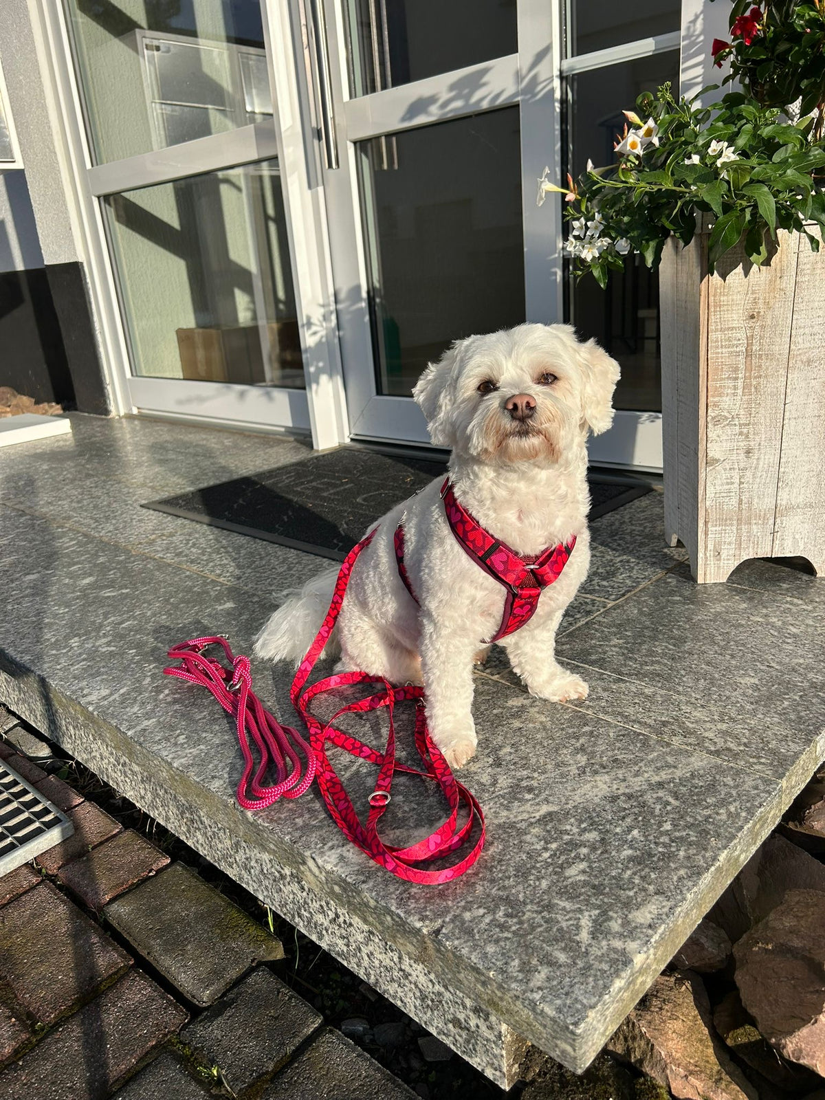 Zuckermaus in Hundegeschirr Herzklopfen, Größe S