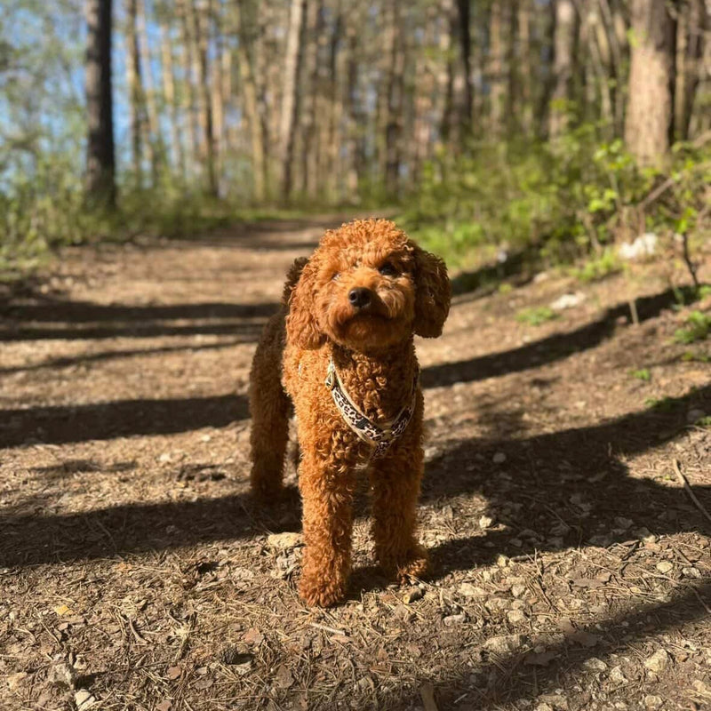 Zwergpudel Dea Hundegeschirr Leo, Größe XS