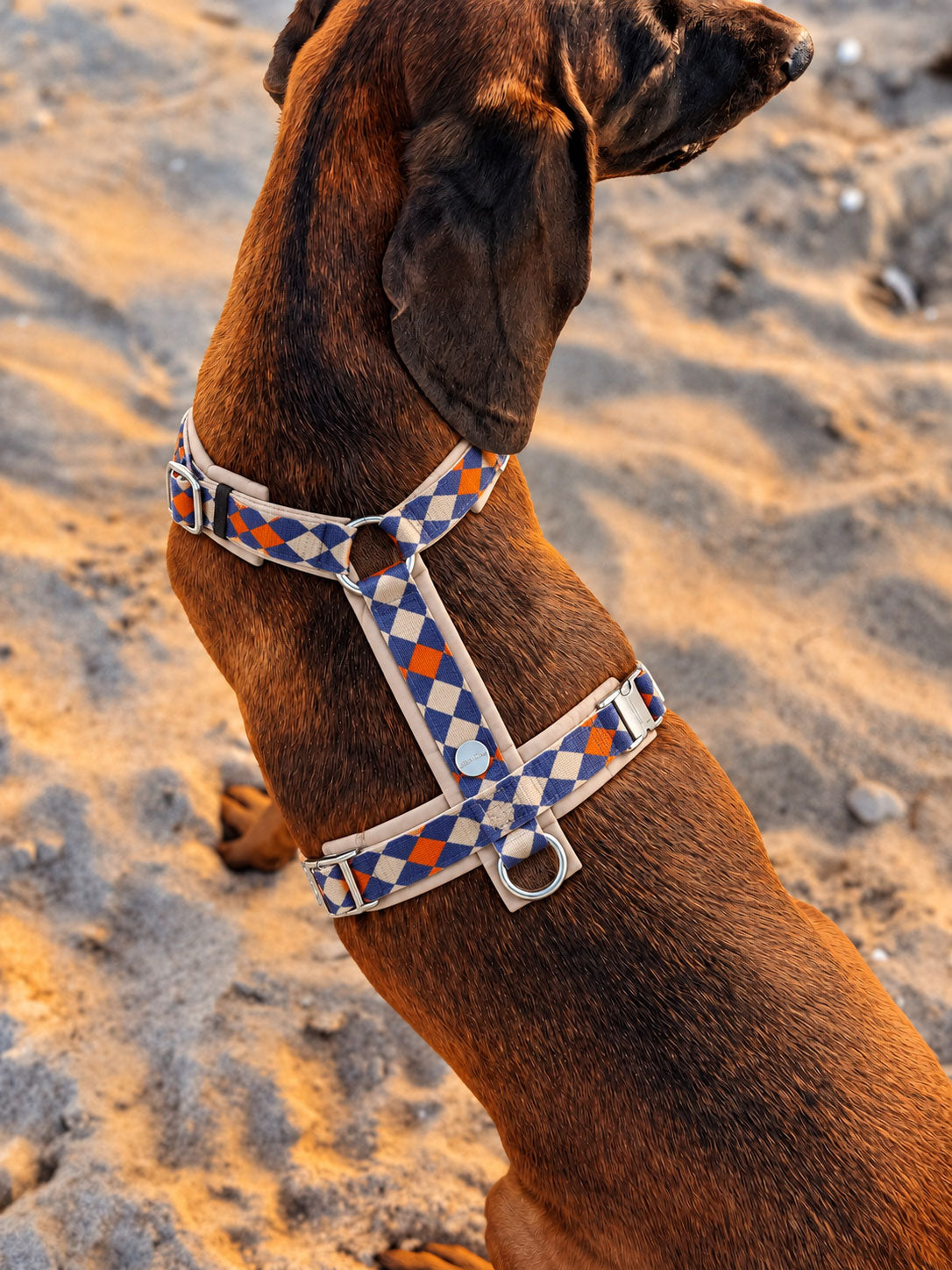 Hundegeschirr KÜSTENFEUER