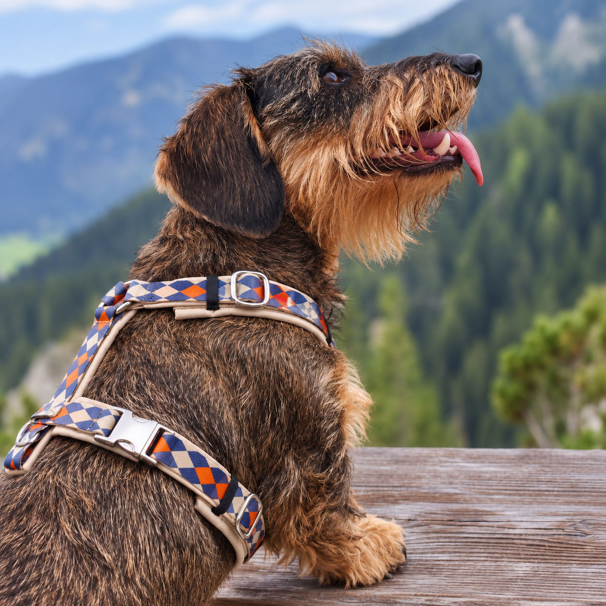 Hundegeschirr KÜSTENFEUER