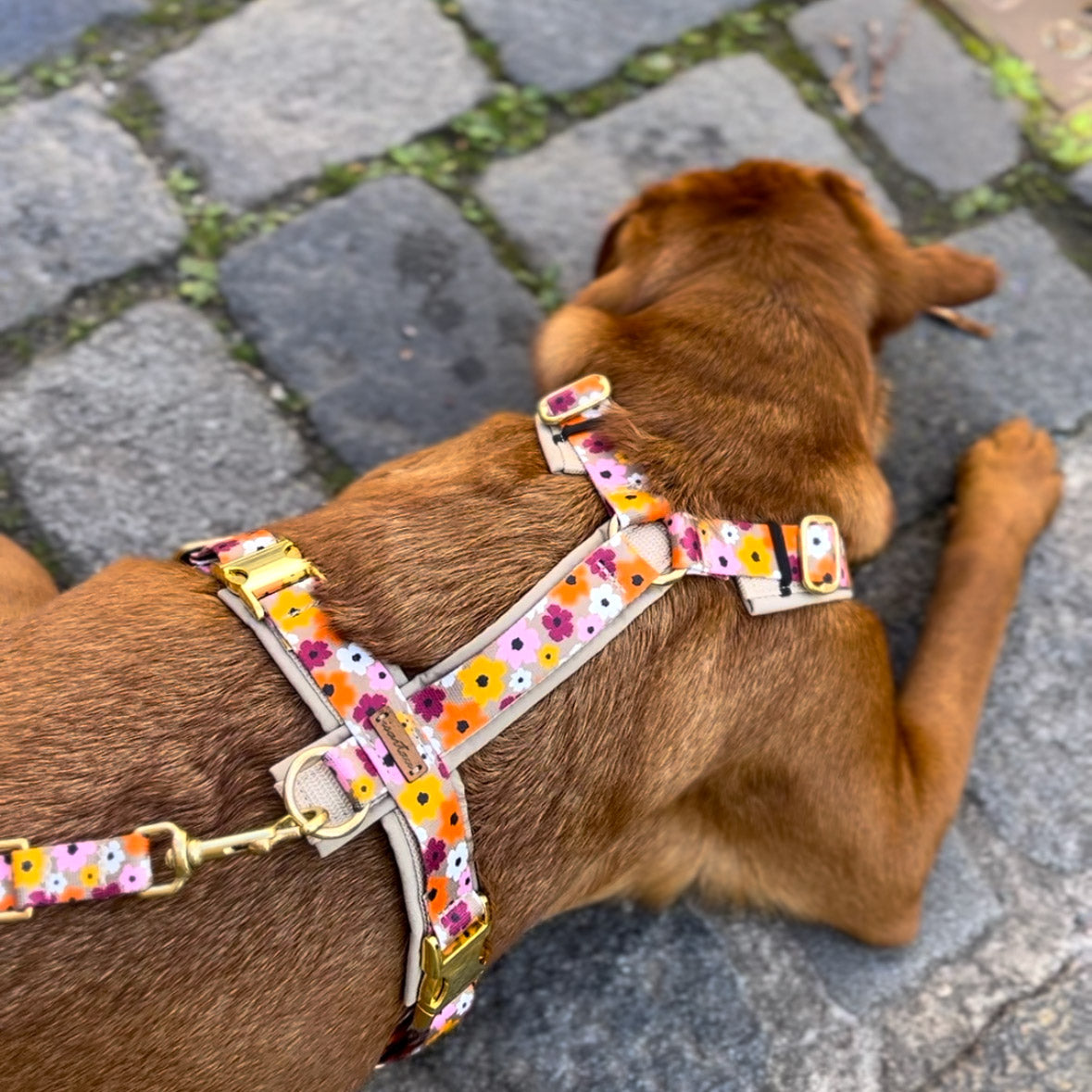 Detailaufnahme Rückenansicht auf Labrador Nala im Hundegeschirr Blumenmeer, gepolstert mit beigen Softshell
