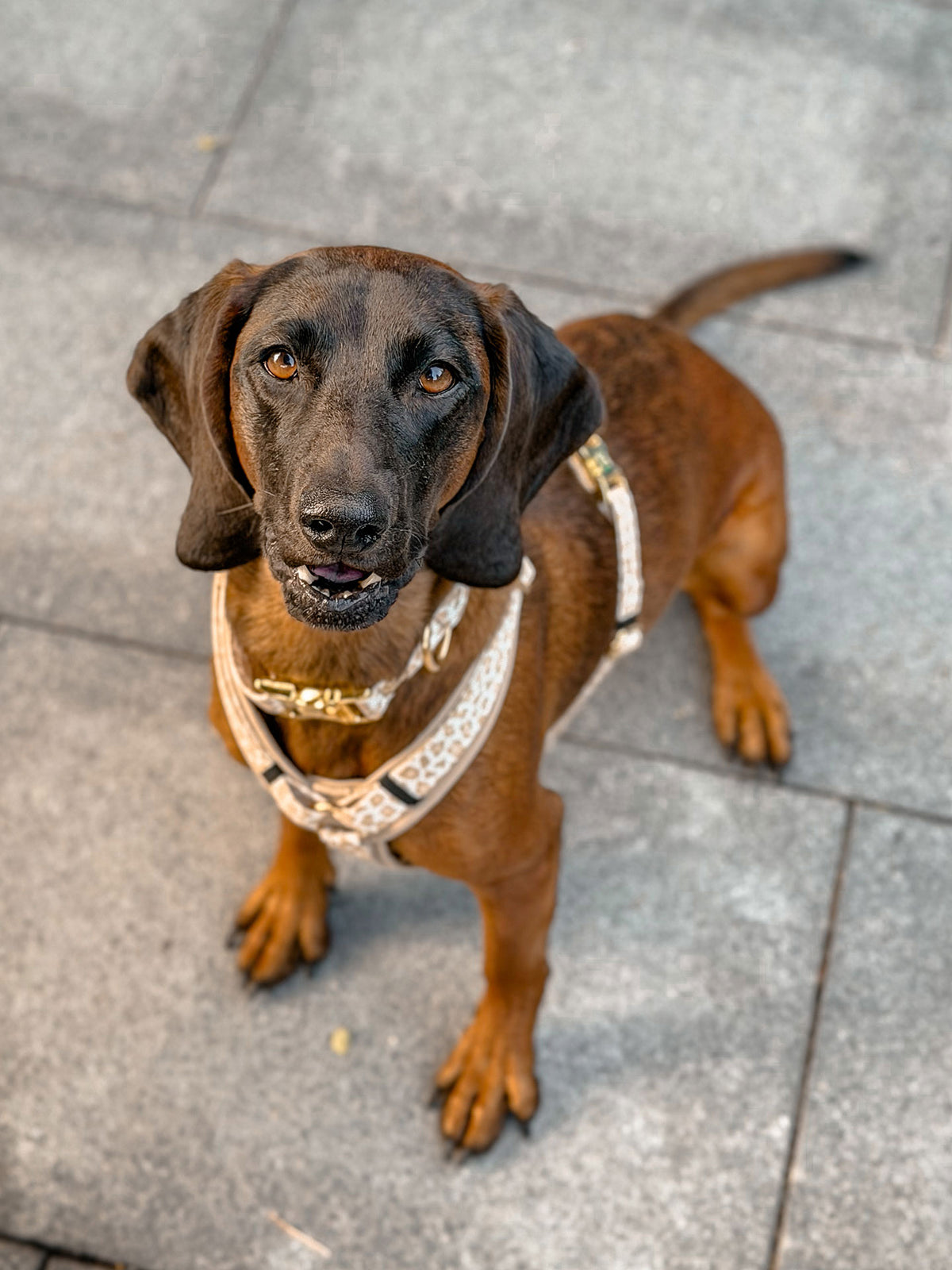 Hundegeschirr GOLDEN LEO