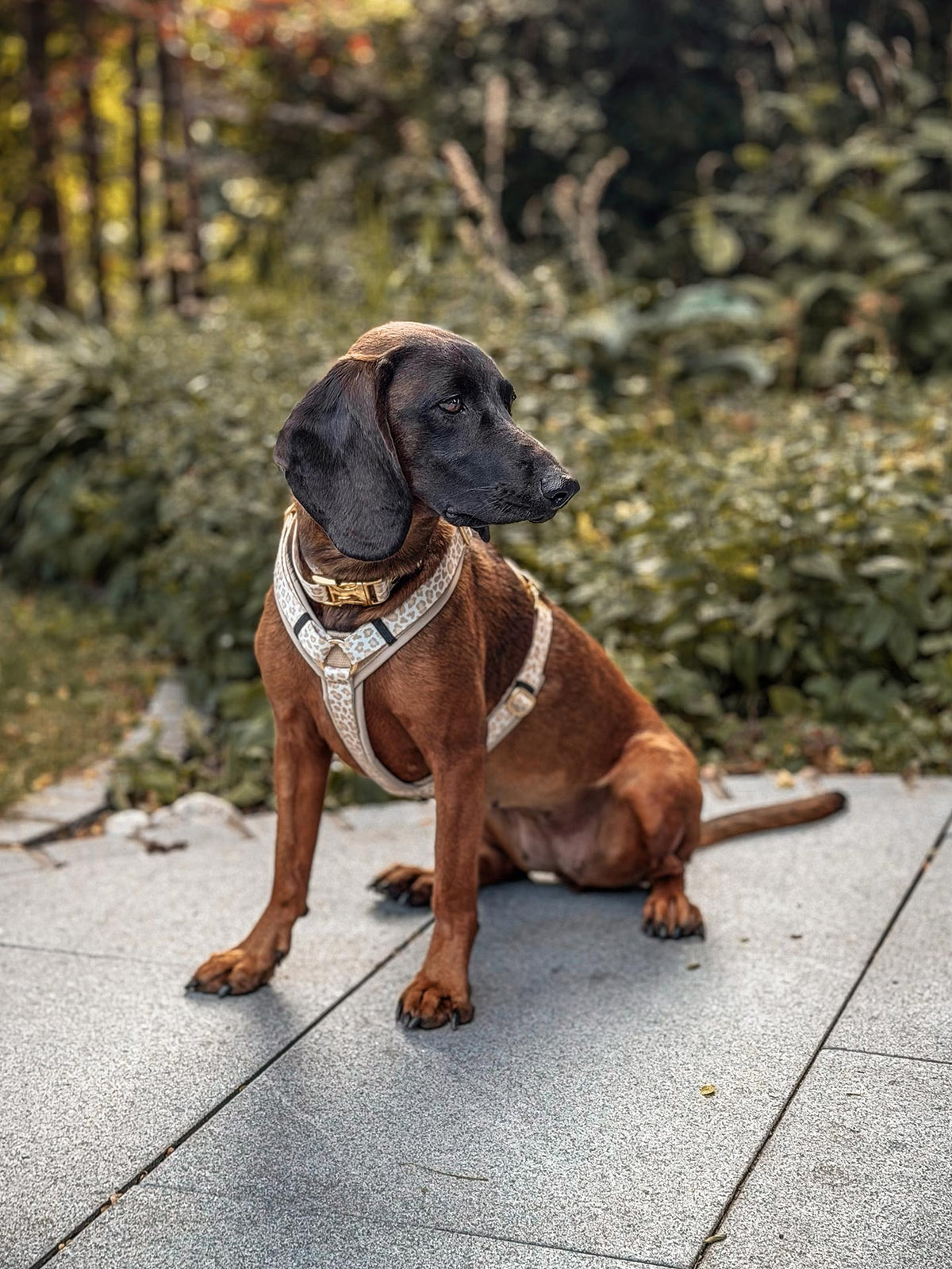 Hundegeschirr GOLDEN LEO
