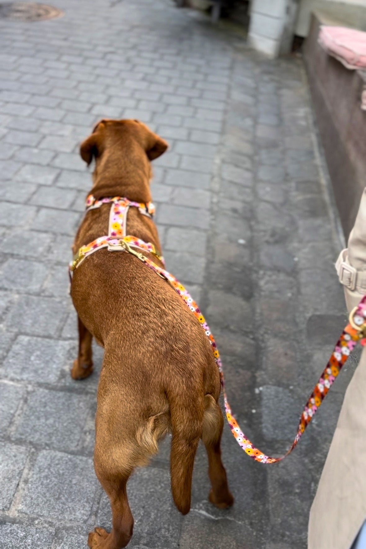 Florales Hundegeschirr Design Blumenmeer an Labrador Nala