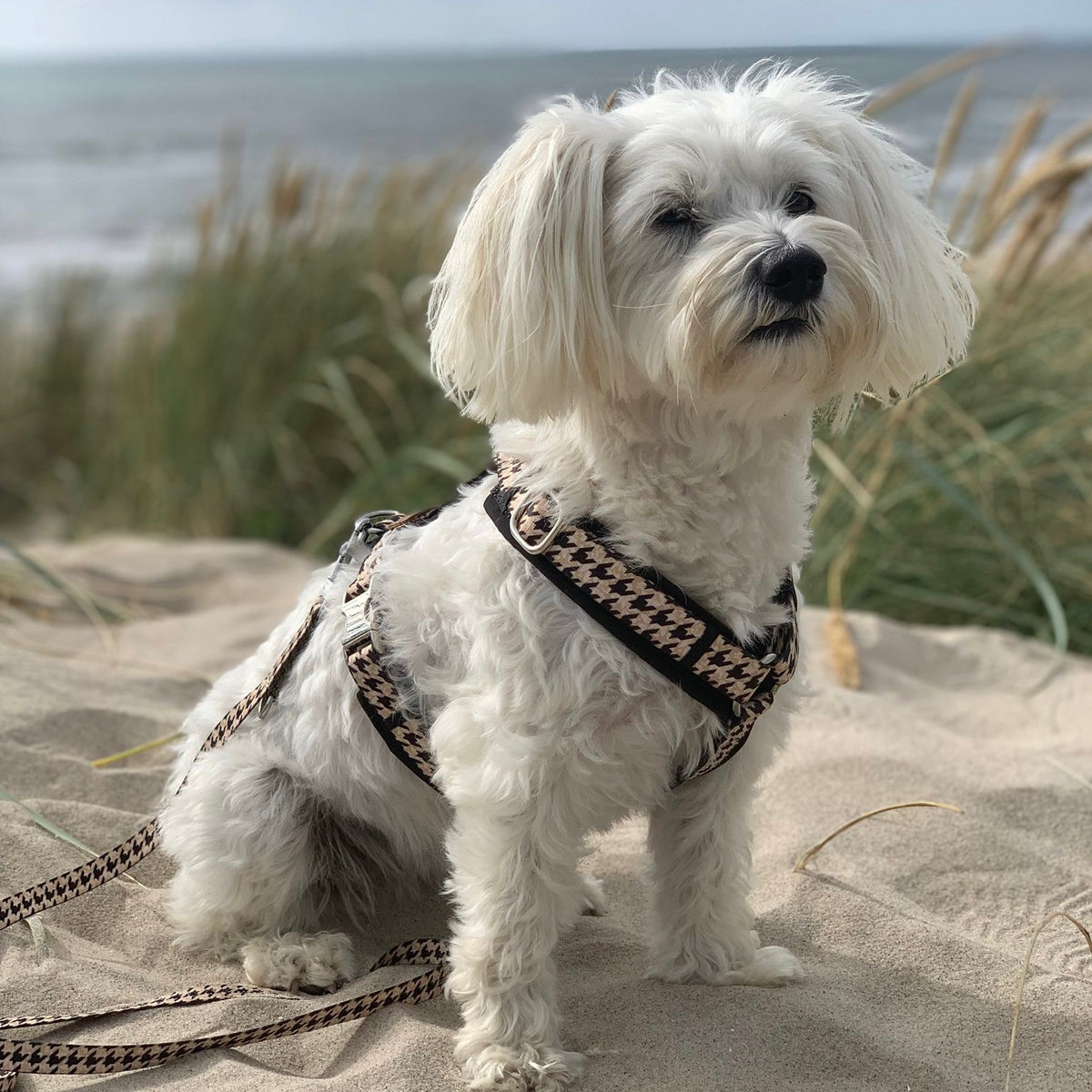 isartau Hundegeschirr und Hundeleine „Stadtgeflüster“ am Pudel