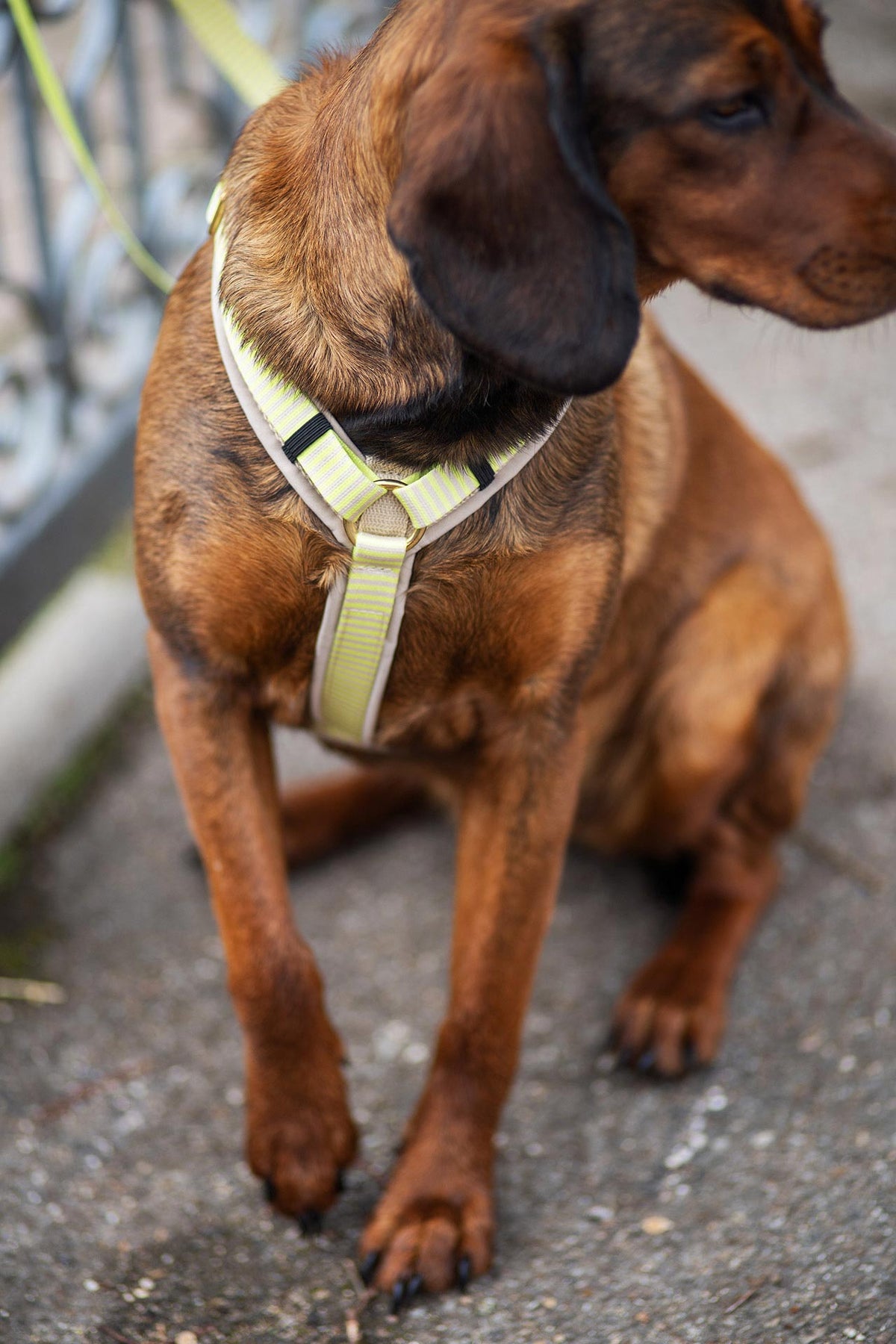 isartau Hundegeschirr und Hundeleine „Sunny“ am Hund