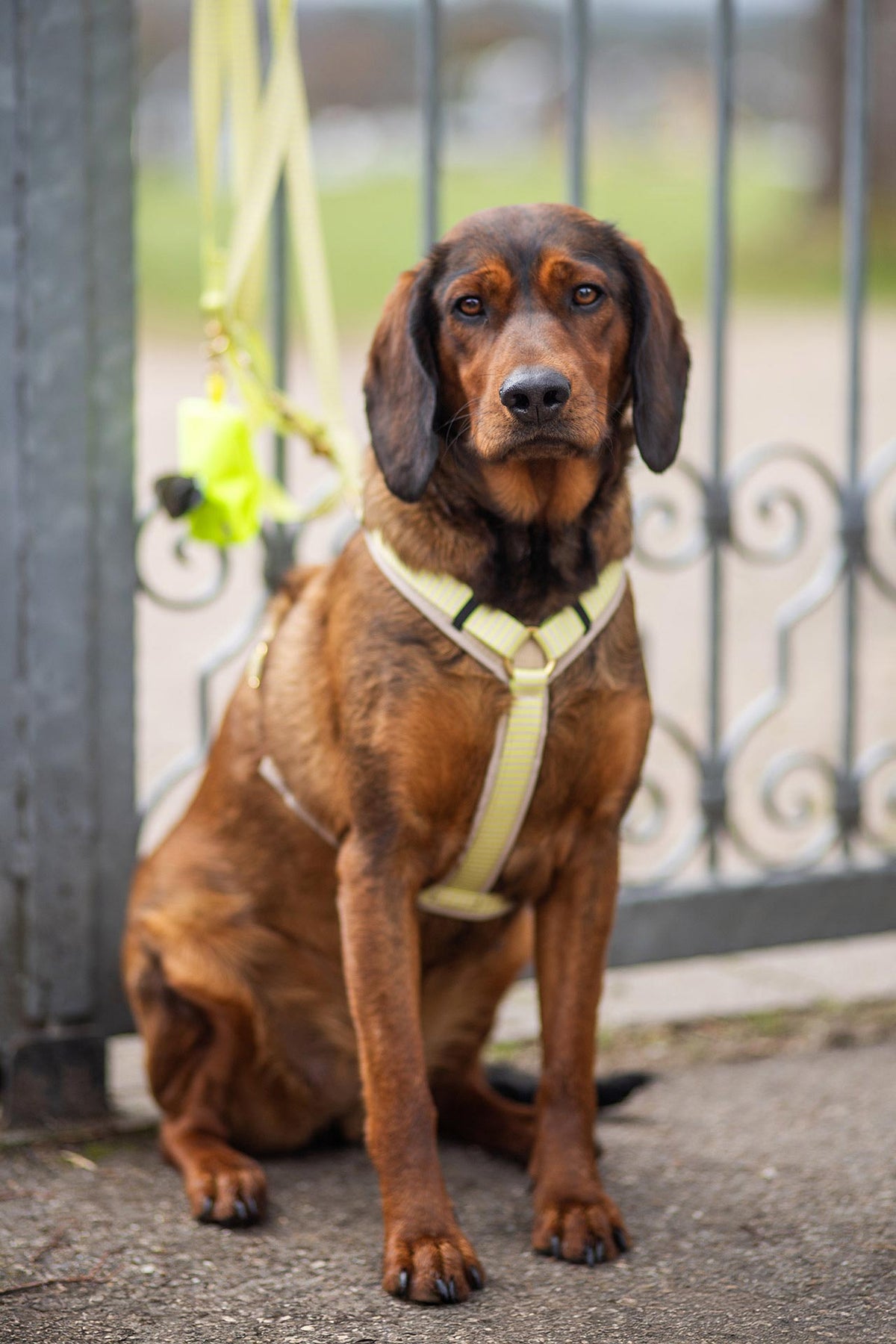 isartau Hundegeschirr und Hundeleine „Sunny“ am Hund
