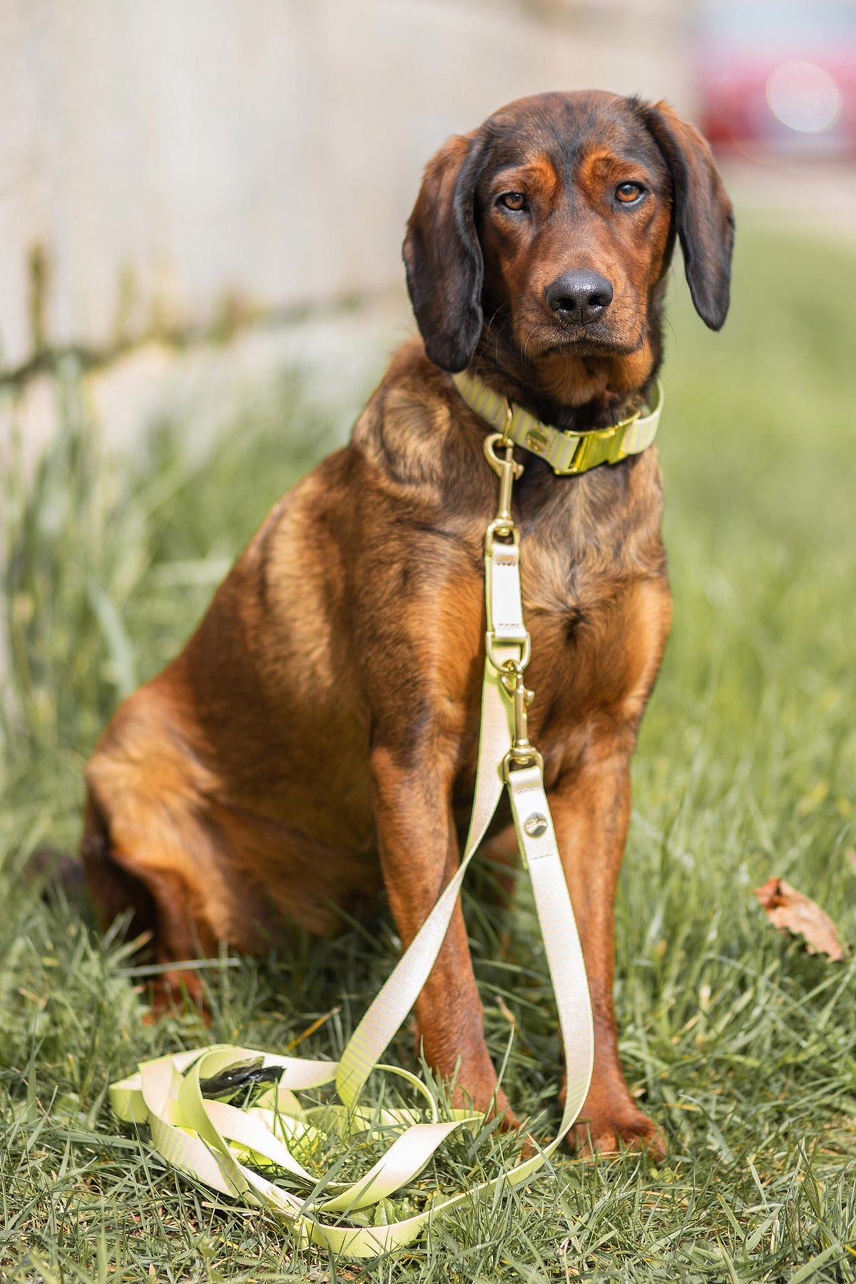 Jagdhund in gelb-beigen Leinenset