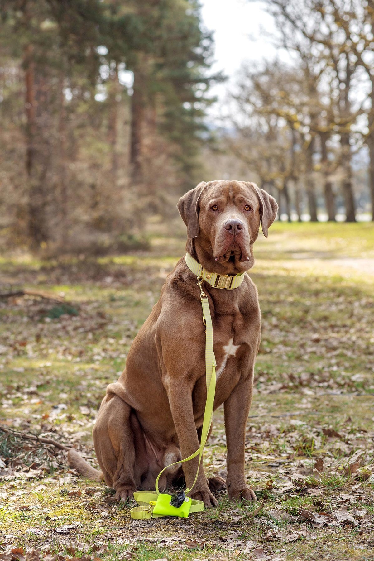 großer Hund in beige-gelben Set SUNNY im Wald