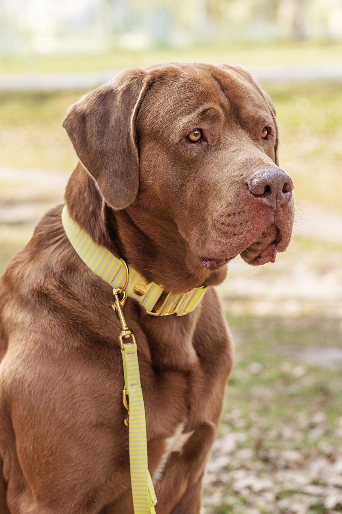 isartau Hundegeschirr und Hundeleine „Sunny“ am Hund