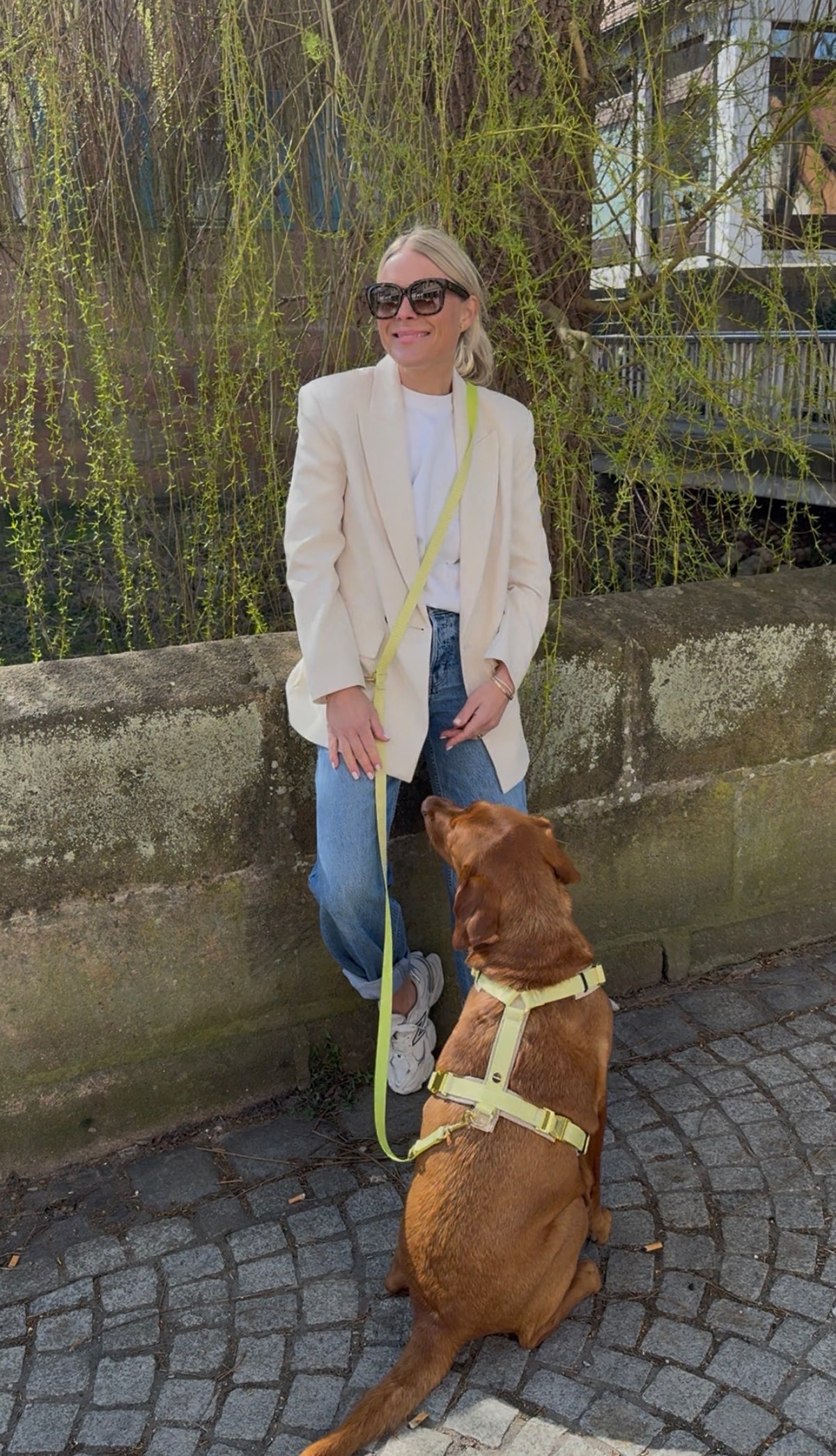 isartau Hundegeschirr und Hundeleine „Sunny“ am Labrador
