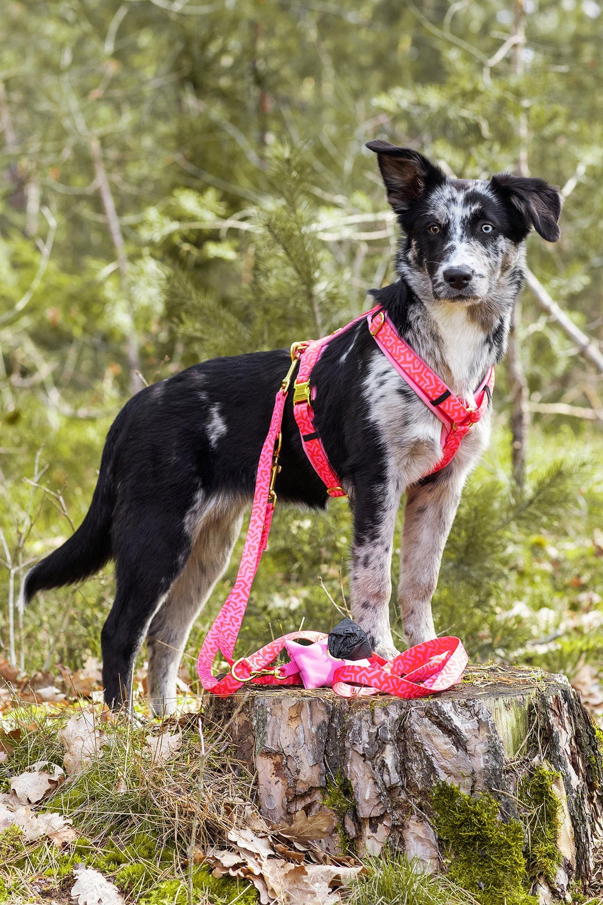isartau Hundegeschirr und Hundeleine „Sweety“ am Hund