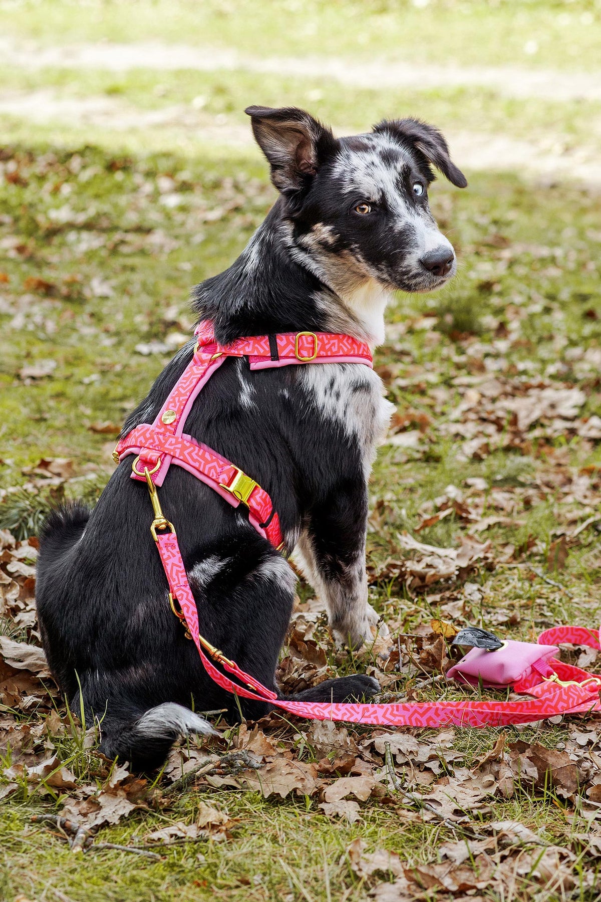 isartau Hundegeschirr und Hundeleine „Sweety“ am Hund