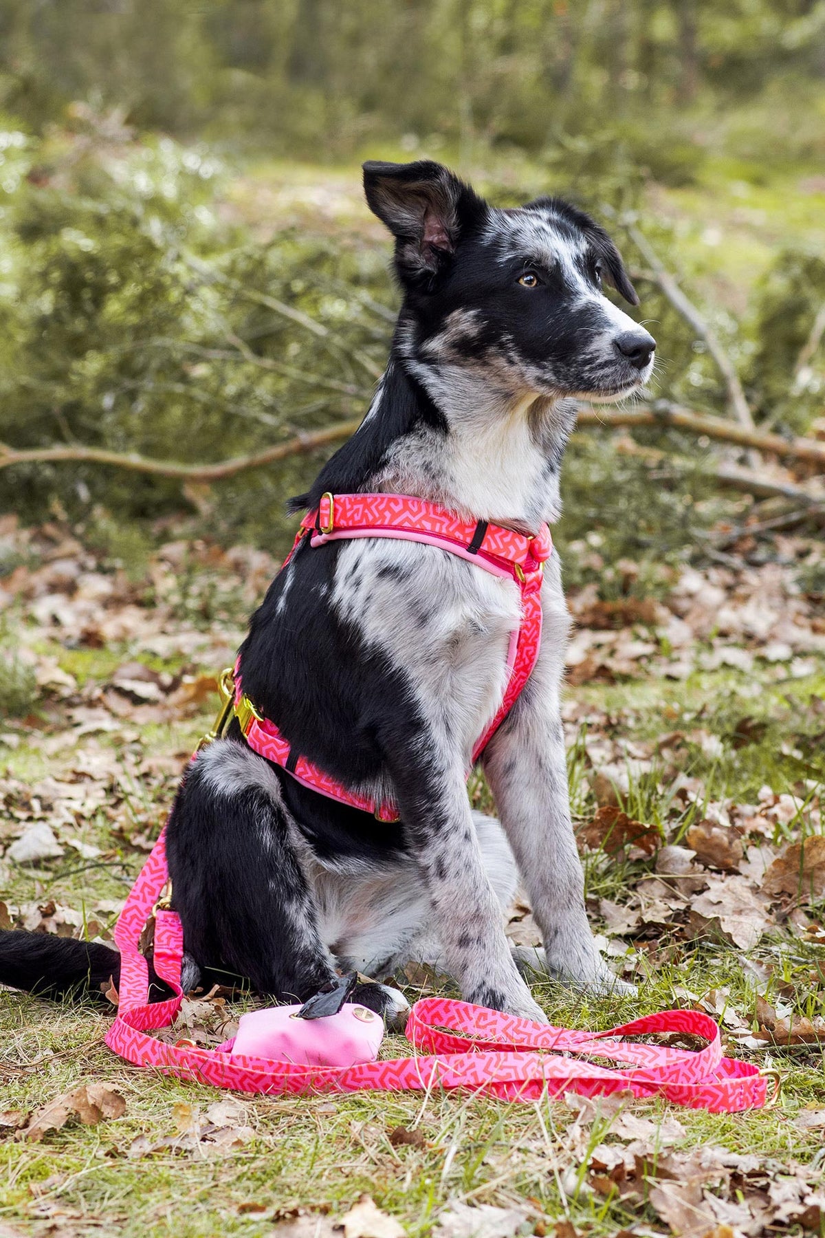 isartau Hundegeschirr und Hundeleine „Sweety“ am Hund