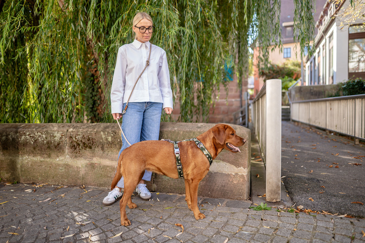 Labrador mit Hundegeschirr in Y Form, Stehend, Größe L, Design Entdecker