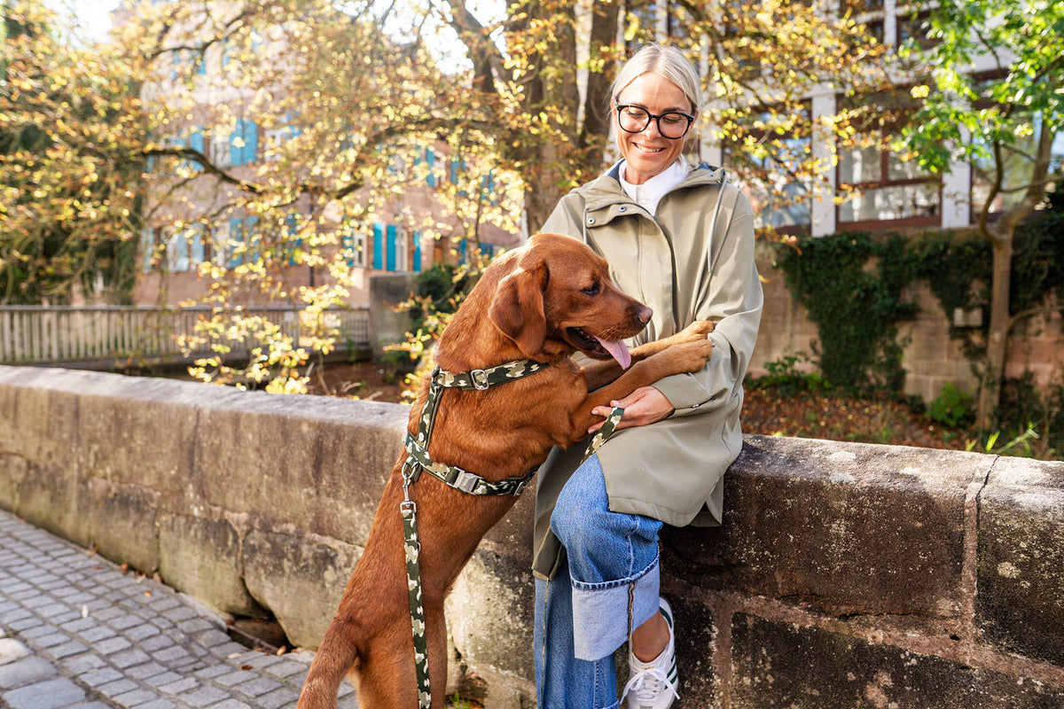 Labrador hüpft an Besitzerin hoch, trägt dabei Hundegeschirr Entdecker