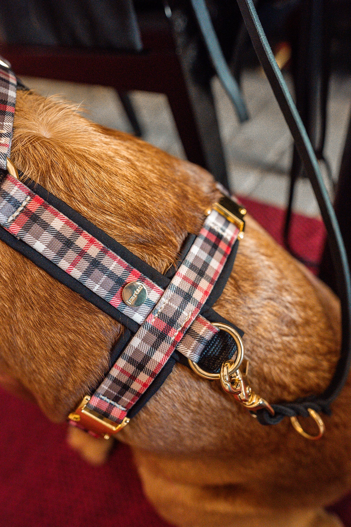 isartau Hundegeschirr „Flaneur“ am Hund