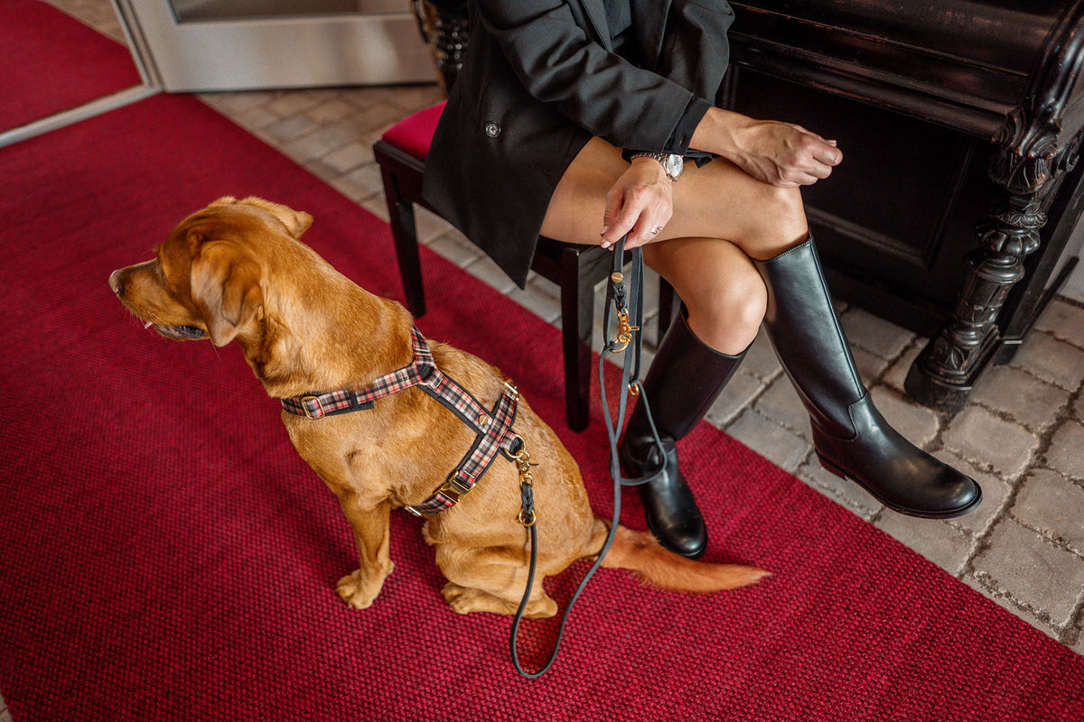 isartau Hundegeschirr „Flaneur“ am Hund