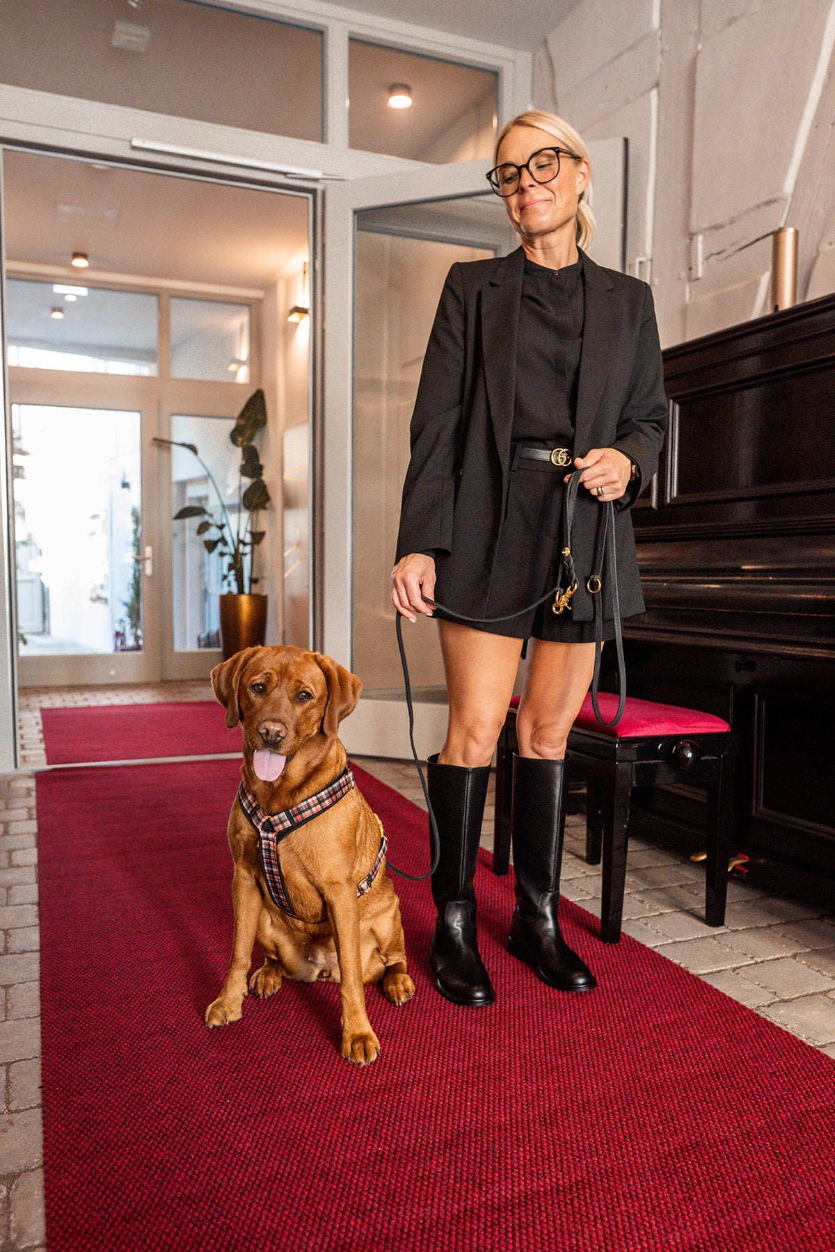isartau Hundegeschirr „Flaneur“ am Hund