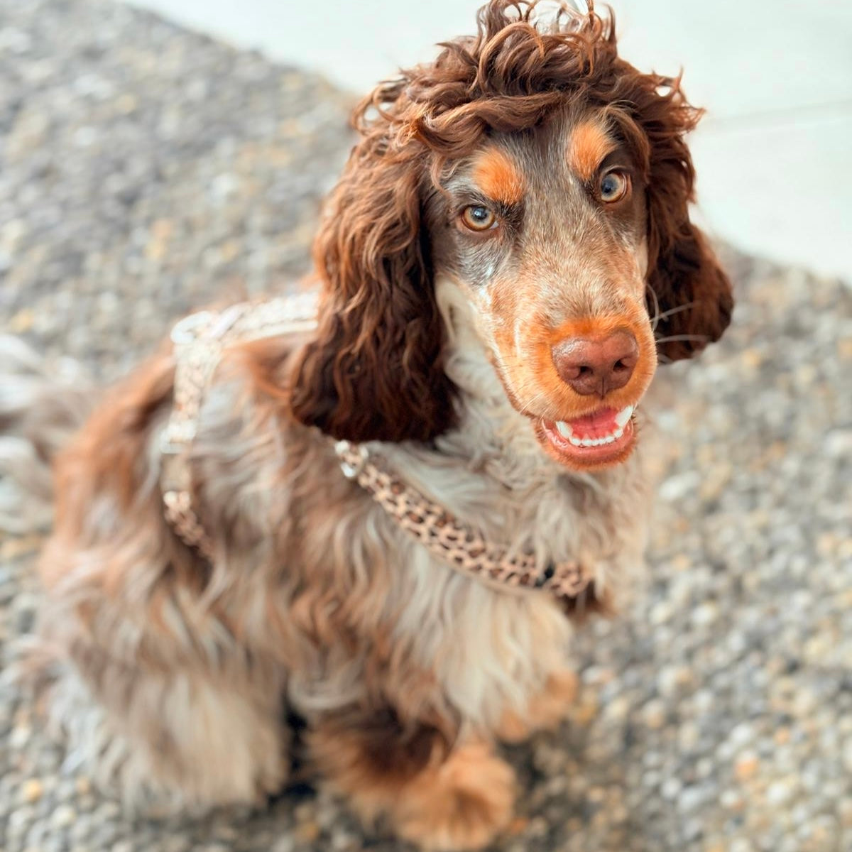 Cockerspaniel trägt gepolstertes Hundegeschirr Design Leo