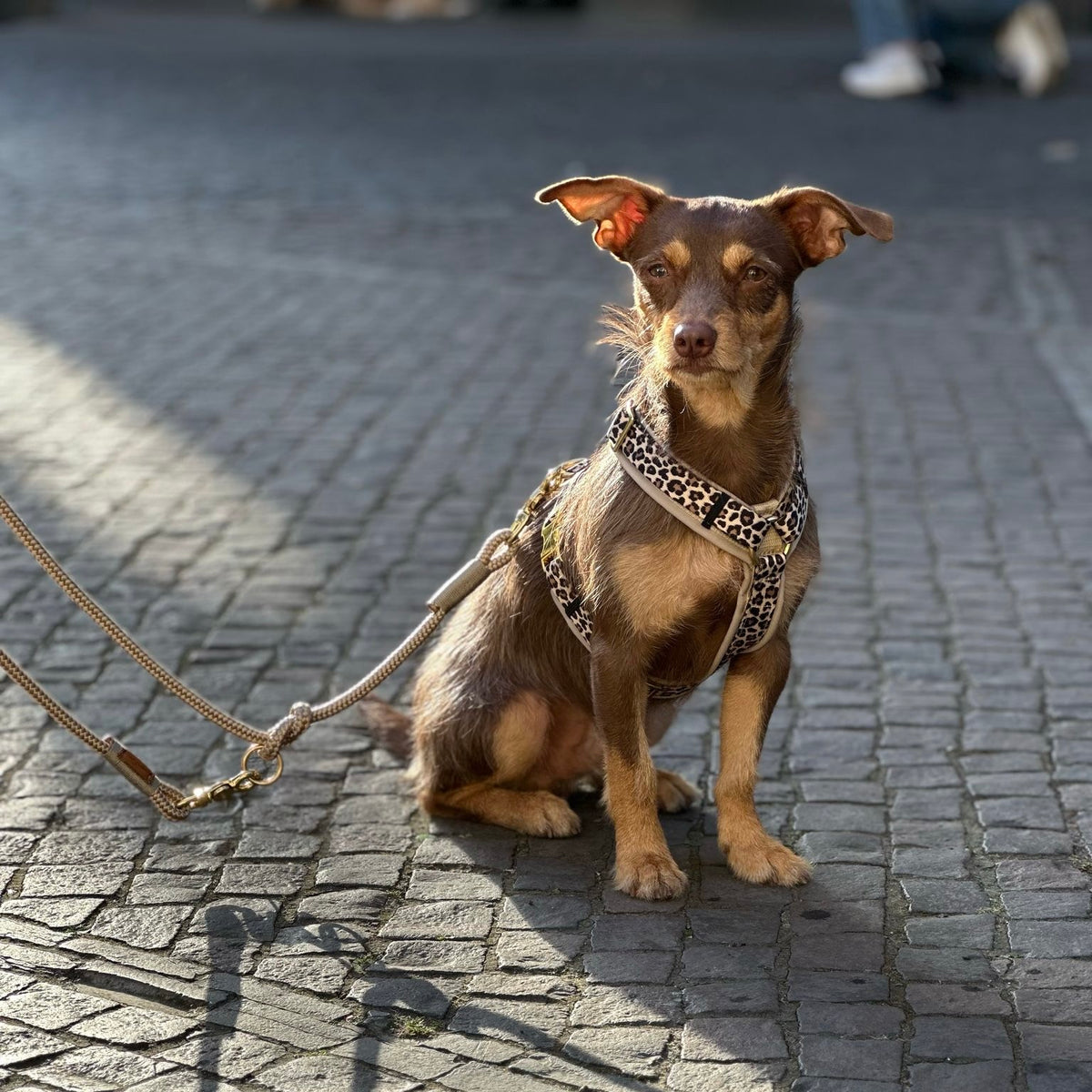 Pinscher-Mix trägt gepolstertes Hundegeschirr Design Leo
