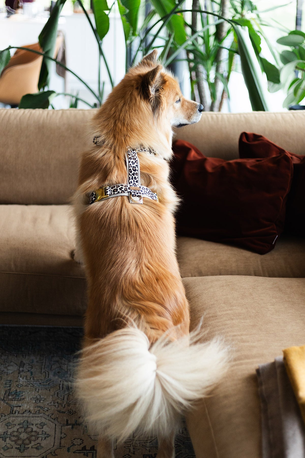 Detailbild Eurasier mit Designergeschirr LEO, goldfarbenen Steckschließen