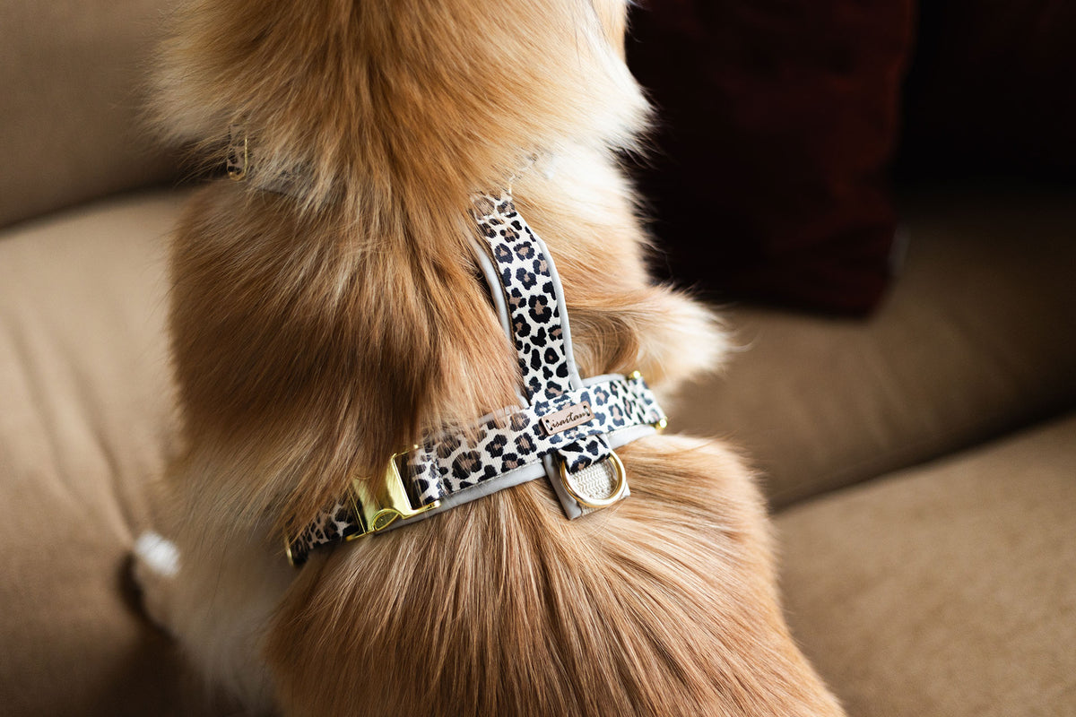 Detail Rückenaufnahme Hund Eurasier mit Hundegeschirr Leo, gepolstert