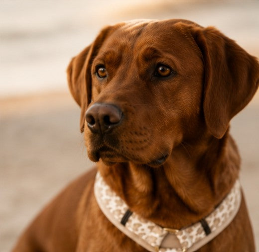Labrador Charly Hundegeschirr Design Golden Leo Größe L Detail