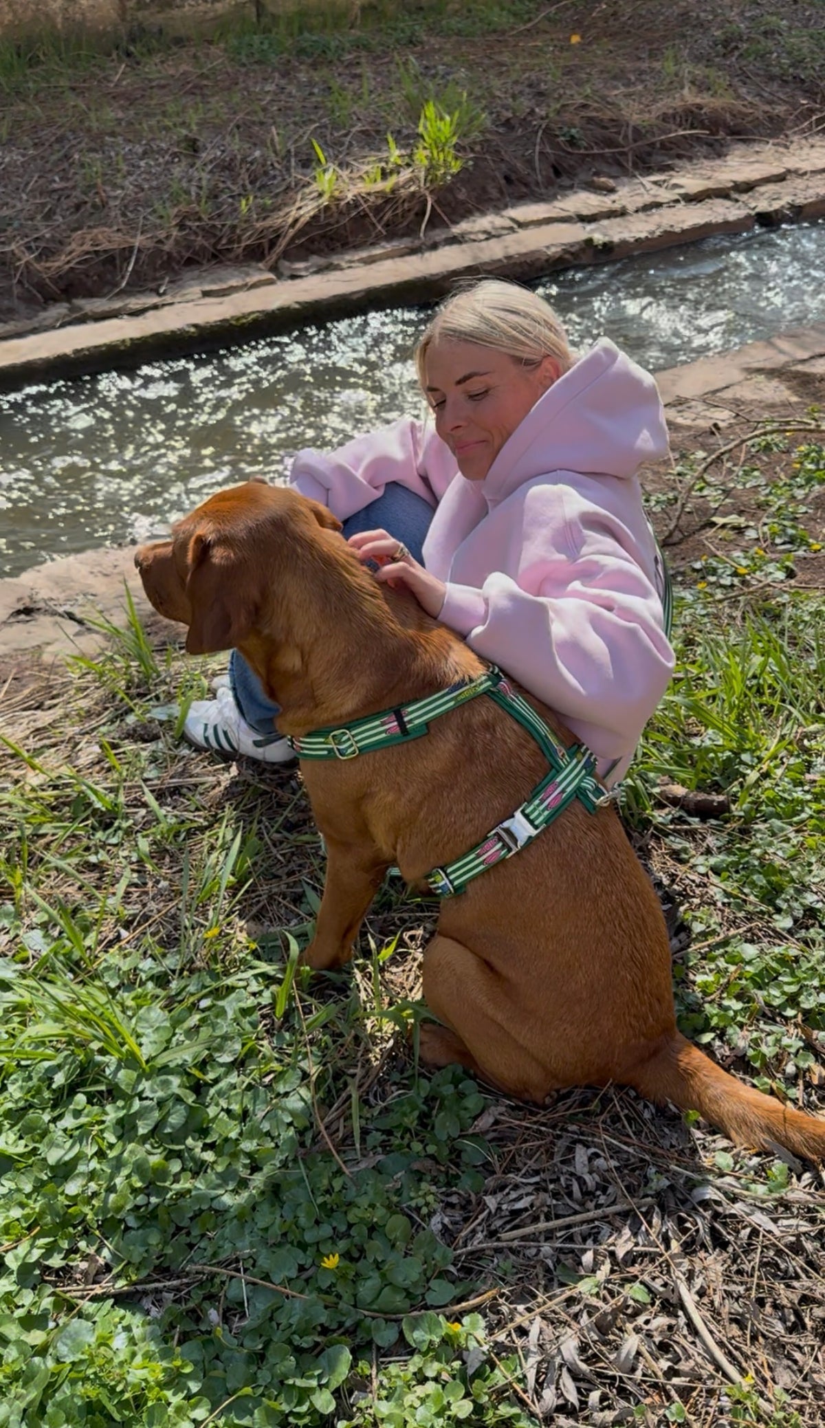 isartau Hundegeschirr „Salty“ am Labrador