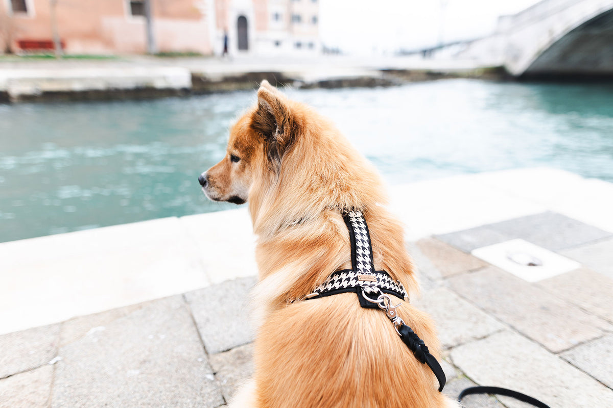 Schwarze Lederleine und passendes Hundegeschirr in Schwarz - Weiß an Eurasier Hündin in Venedig