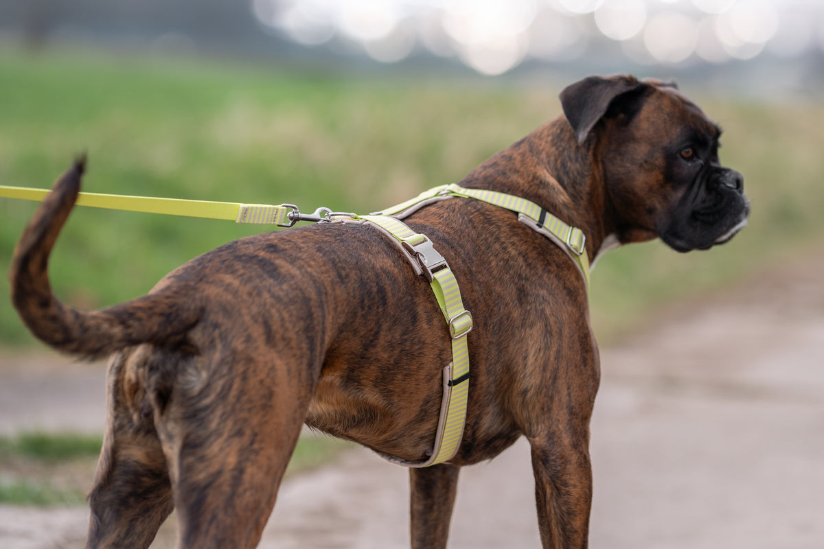 isartau Hundegeschirr „Sunny“ am Boxer