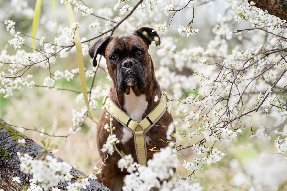 isartau Hundegeschirr „Sunny“ am Boxer