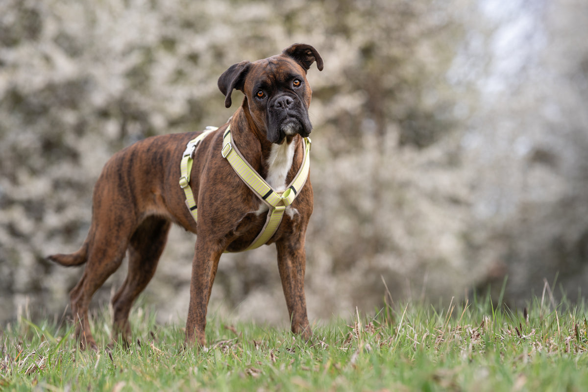 isartau Hundegeschirr „Sunny“ am Boxer