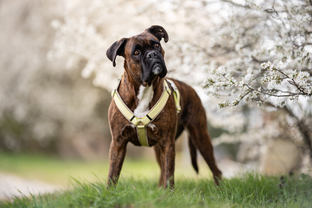 isartau Hundegeschirr „Sunny“ am Boxer