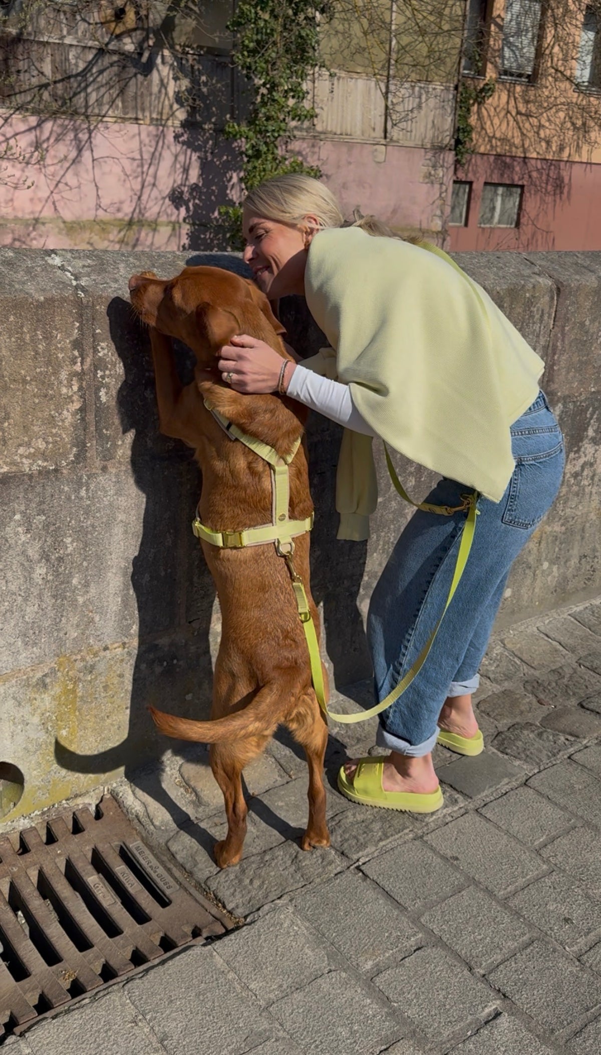 isartau Hundegeschirr „Sunny“ am Labrador