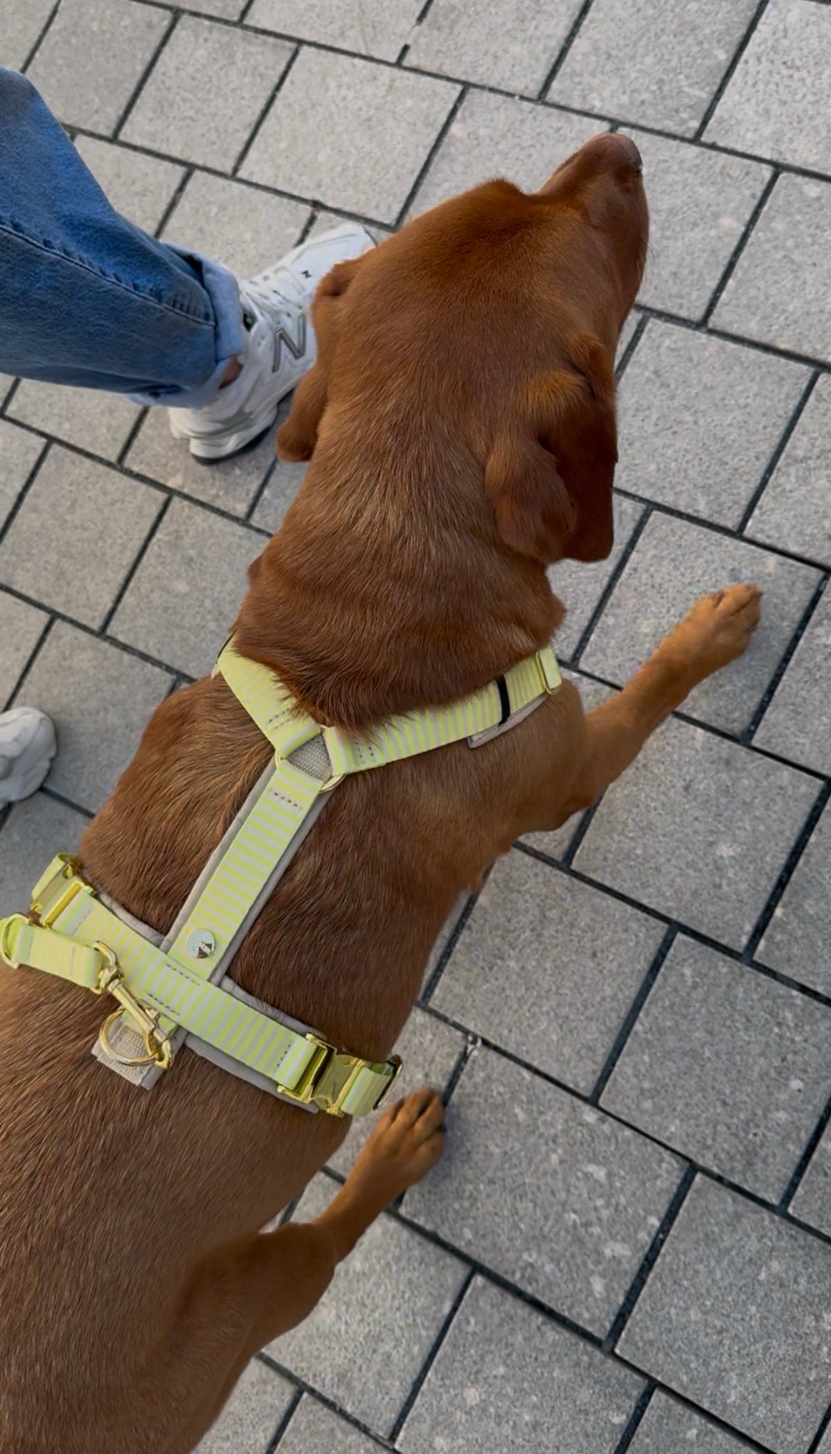 isartau Hundegeschirr „Sunny“ am Labrador