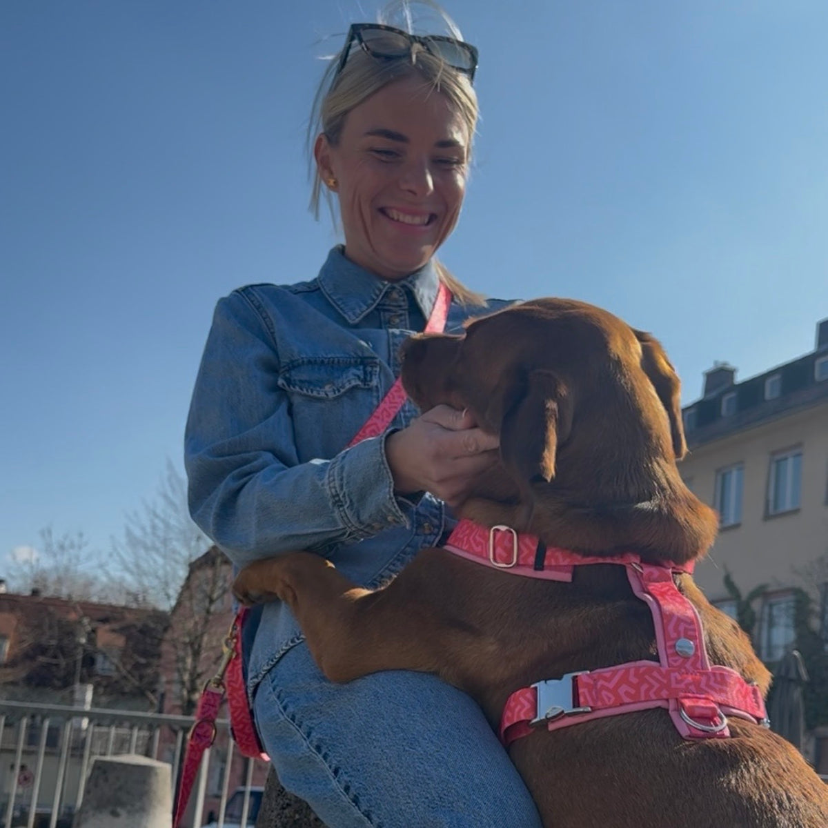 isartau Hundegeschirr „Sweety“ am Labrador