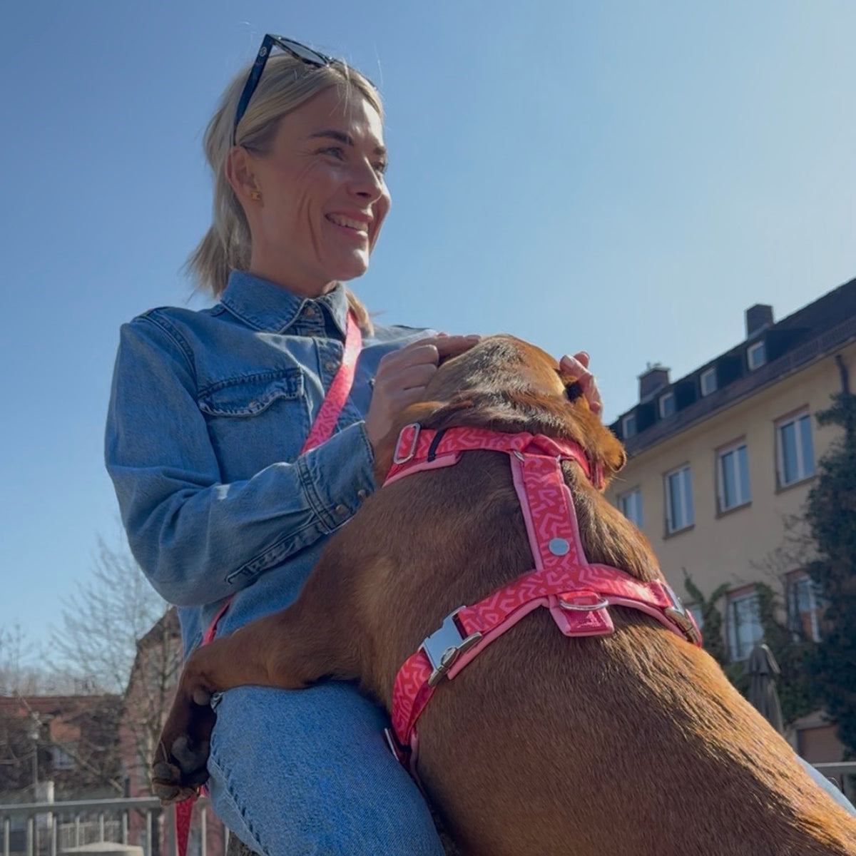 isartau Hundegeschirr „Sweety“ am Labrador