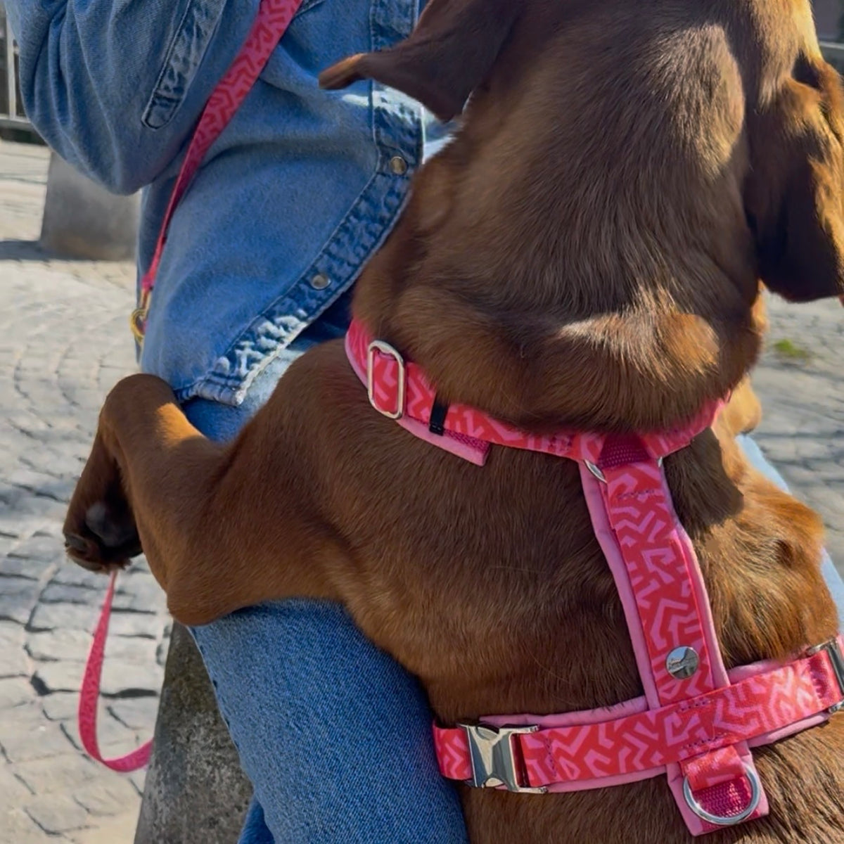 isartau Hundegeschirr „Sweety“ am Labrador