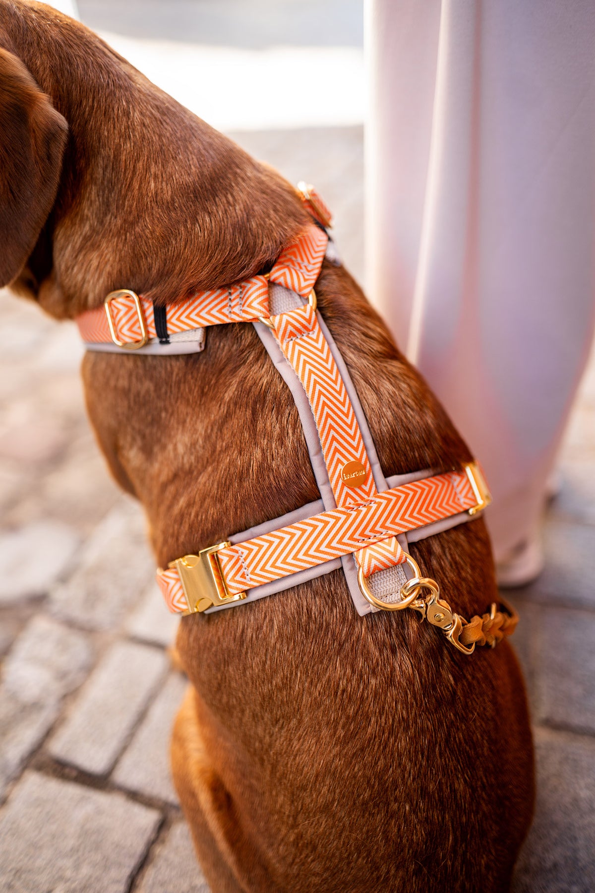 isartau Hundegeschirr „Tänzer“ am Labrador
