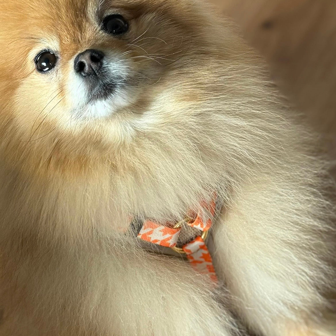 isartau Hundegeschirr „Wandler“ am Hund