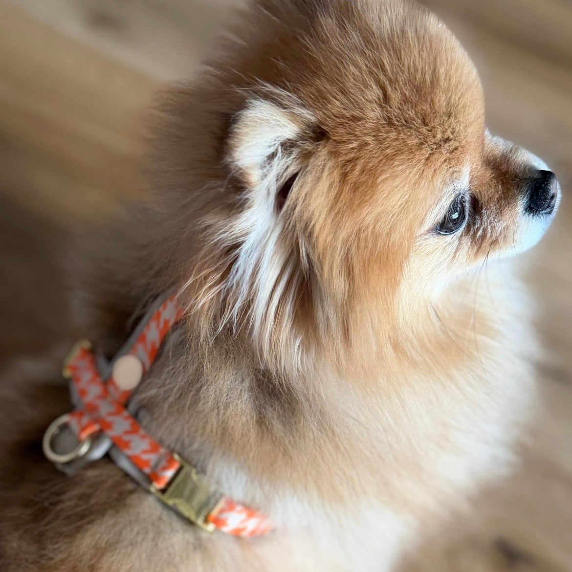 isartau Hundegeschirr „Wandler“ am Hund
