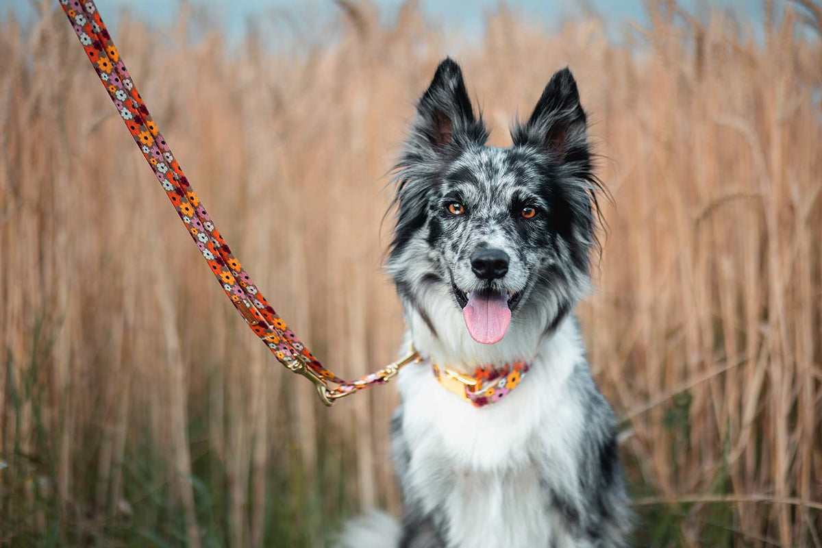 Aussie im Kornfeld, Halsband und Leinenset im Design Blumenmeer