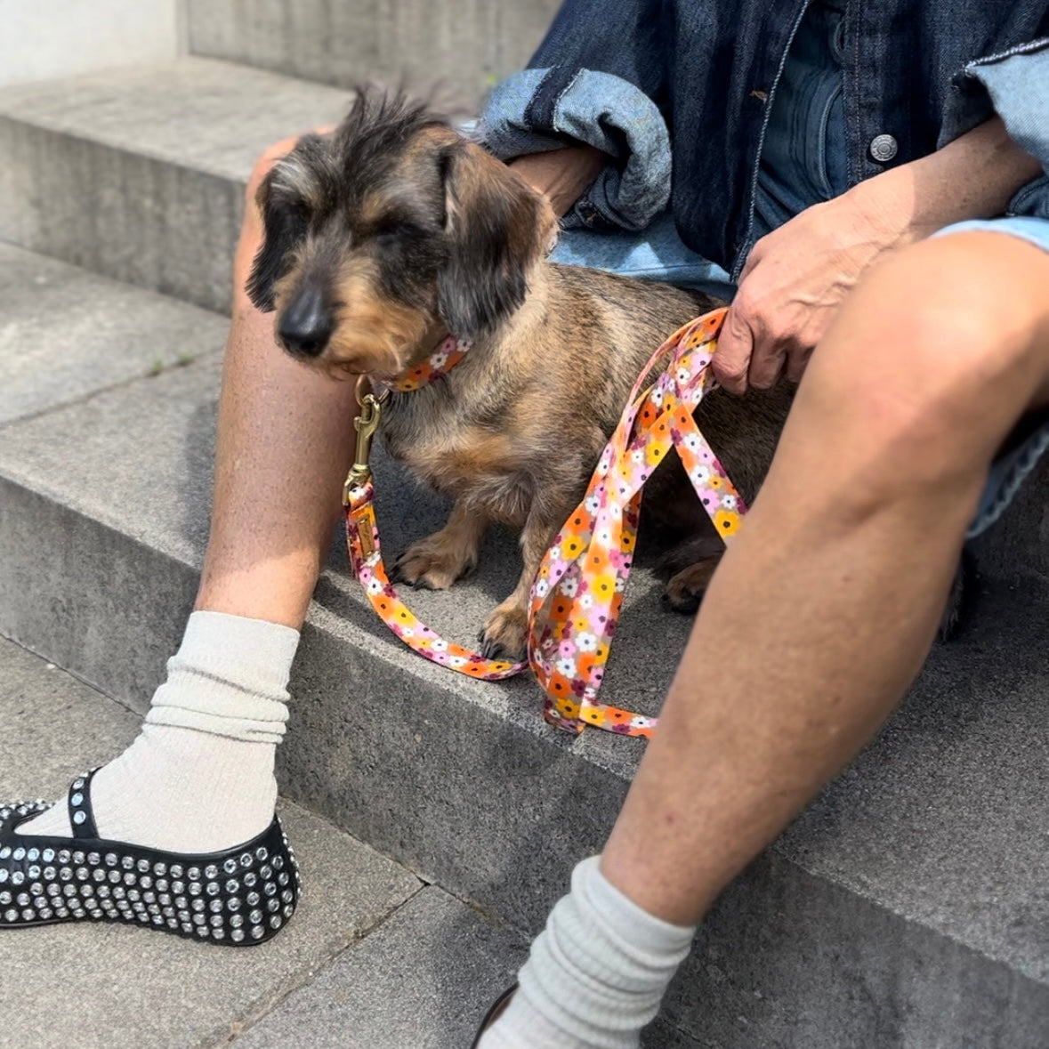 isartau Hundehalsband und Hundeleine „Blumenmeer“ am Dackel