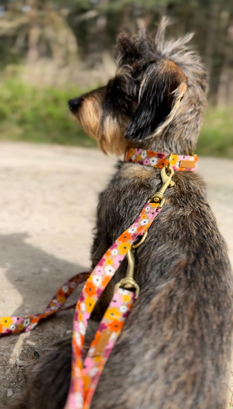 isartau Hundehalsband und Hundeleine „Blumenmeer“ am Dackel