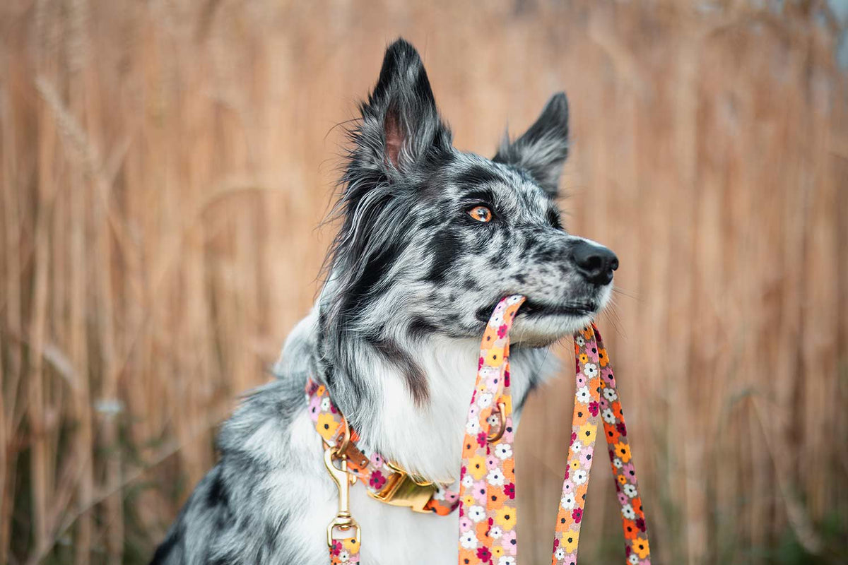 Australian Shepherd Kornfeld, Halsband und Leinenset im Design Blumenmeer