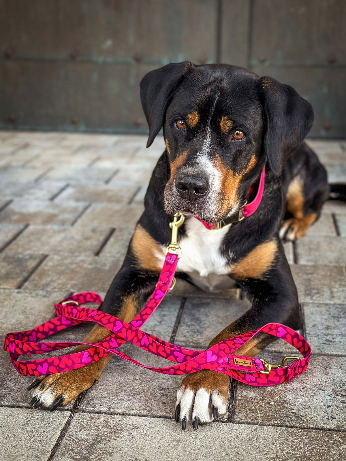 Großer Schweizer Sennenhund Rosi im Set Herzklopfen, Halsband und Leine mit rotem Herzmotiv