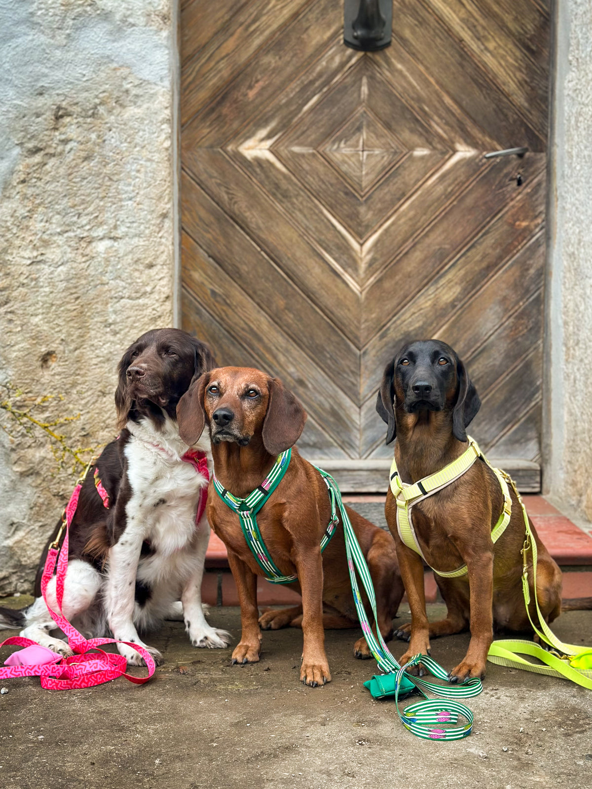 2 Jagdhunde in der F/S Kollektion Sommerkuesse