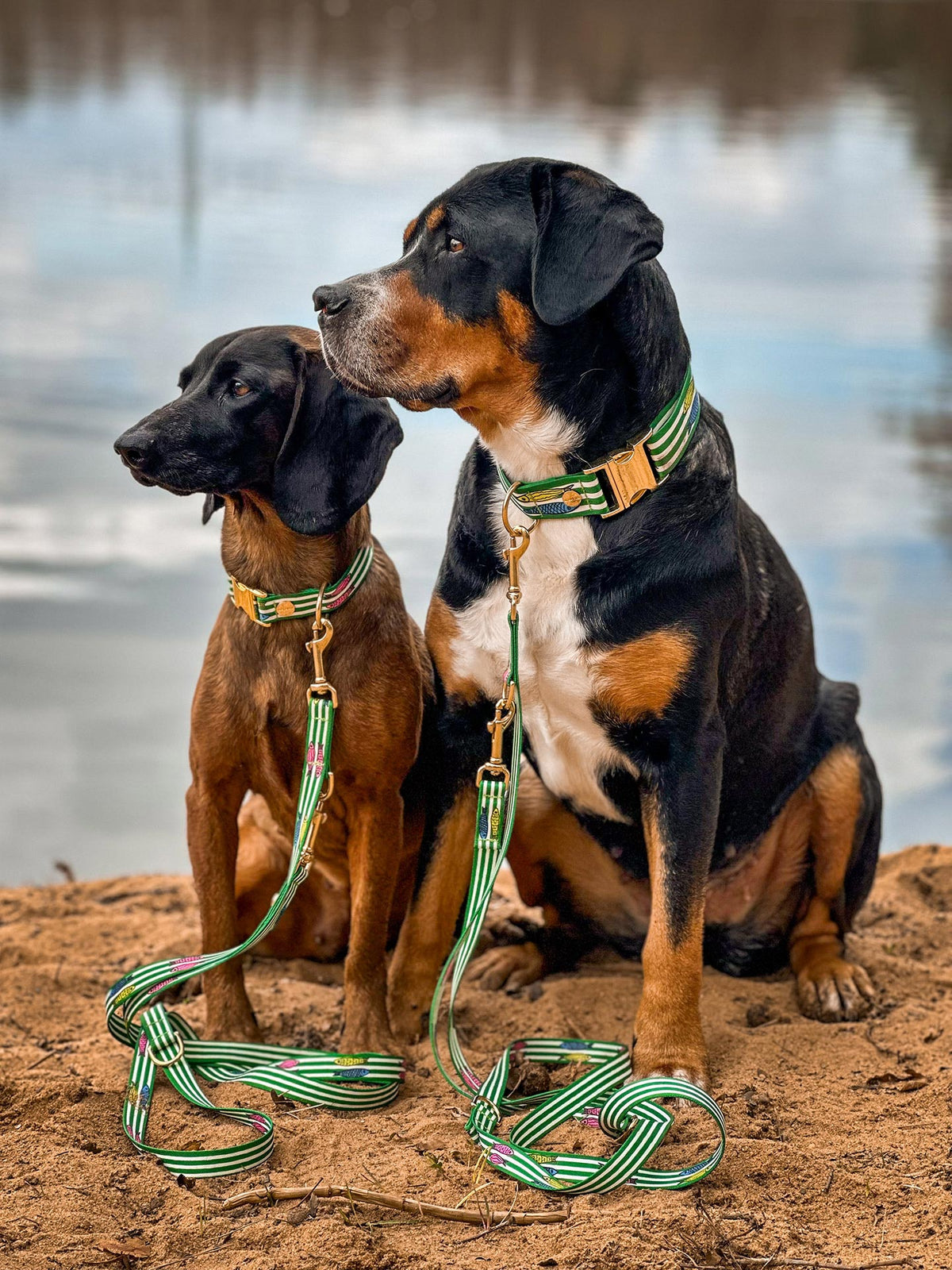 BGS und GSS sitzen am See, Halsband und Leinen im Partnerlook mit Fischmotiv