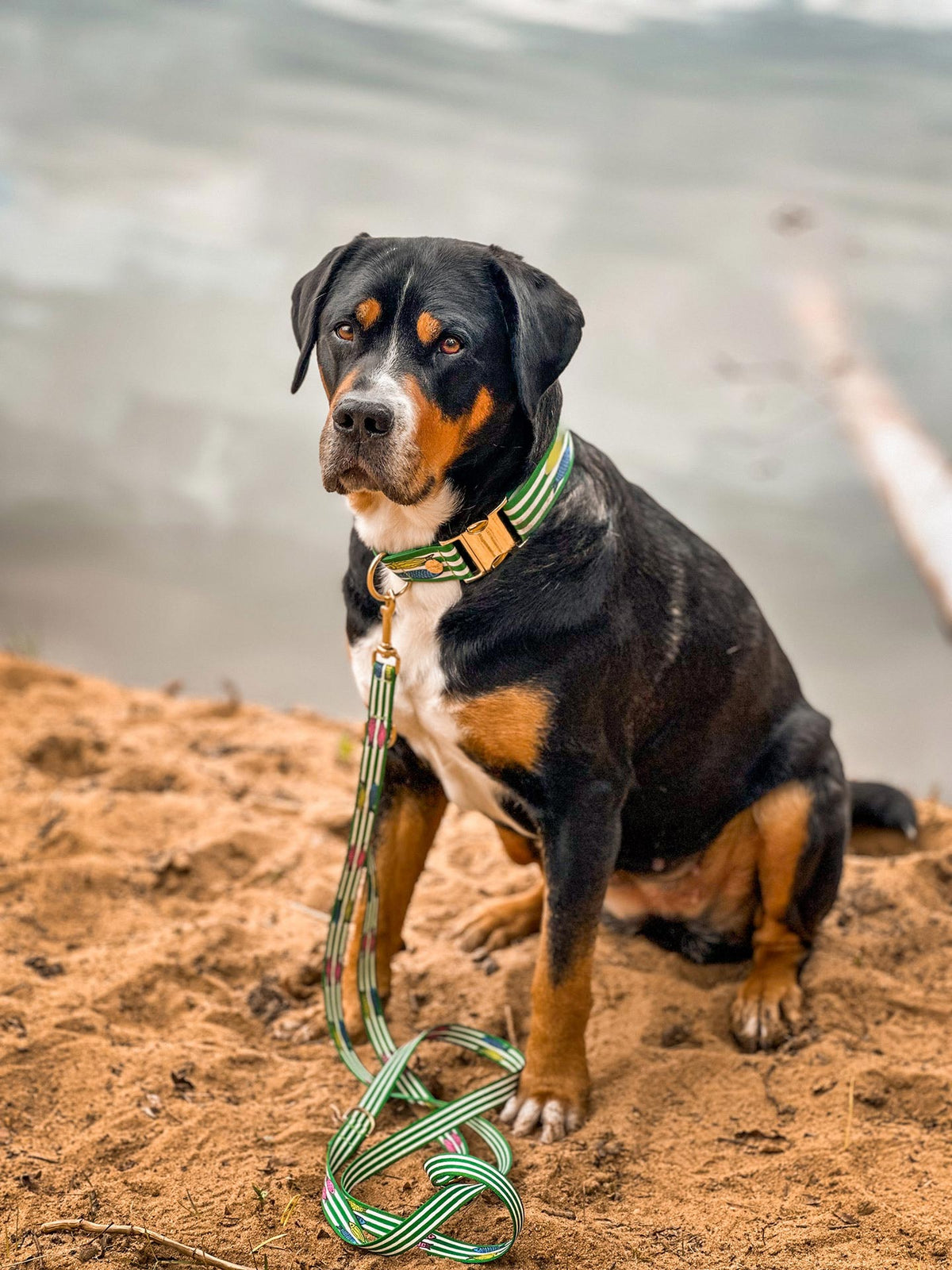 Großer Schweizer Sennenhund sitzt am Flussufer, Halsband und Leinen passend mit Fischmotiv